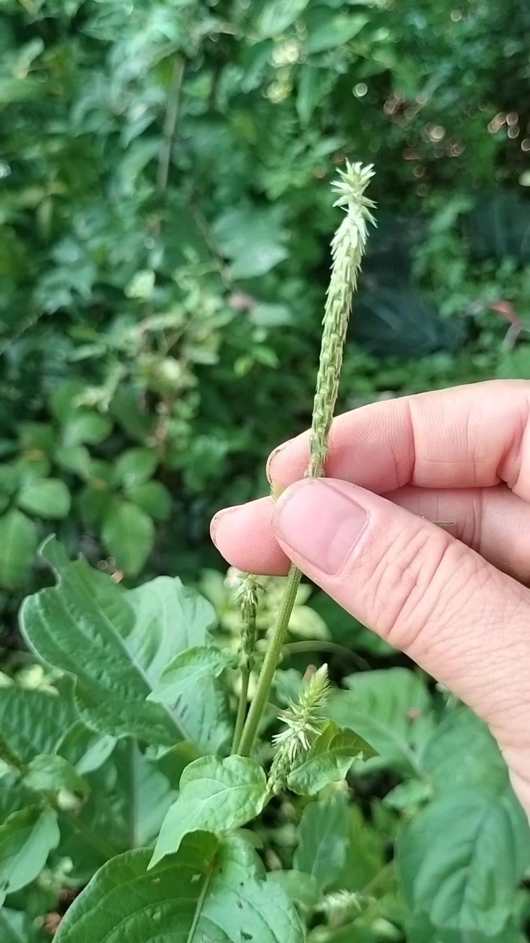 见过种子向下长的植物吗？🌱农村遇见这种节节龙大的植物，就是遇到好宝贝了！它
