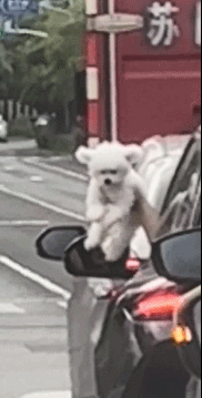 养狗千日用狗一时！宠物卖萌中心​​​