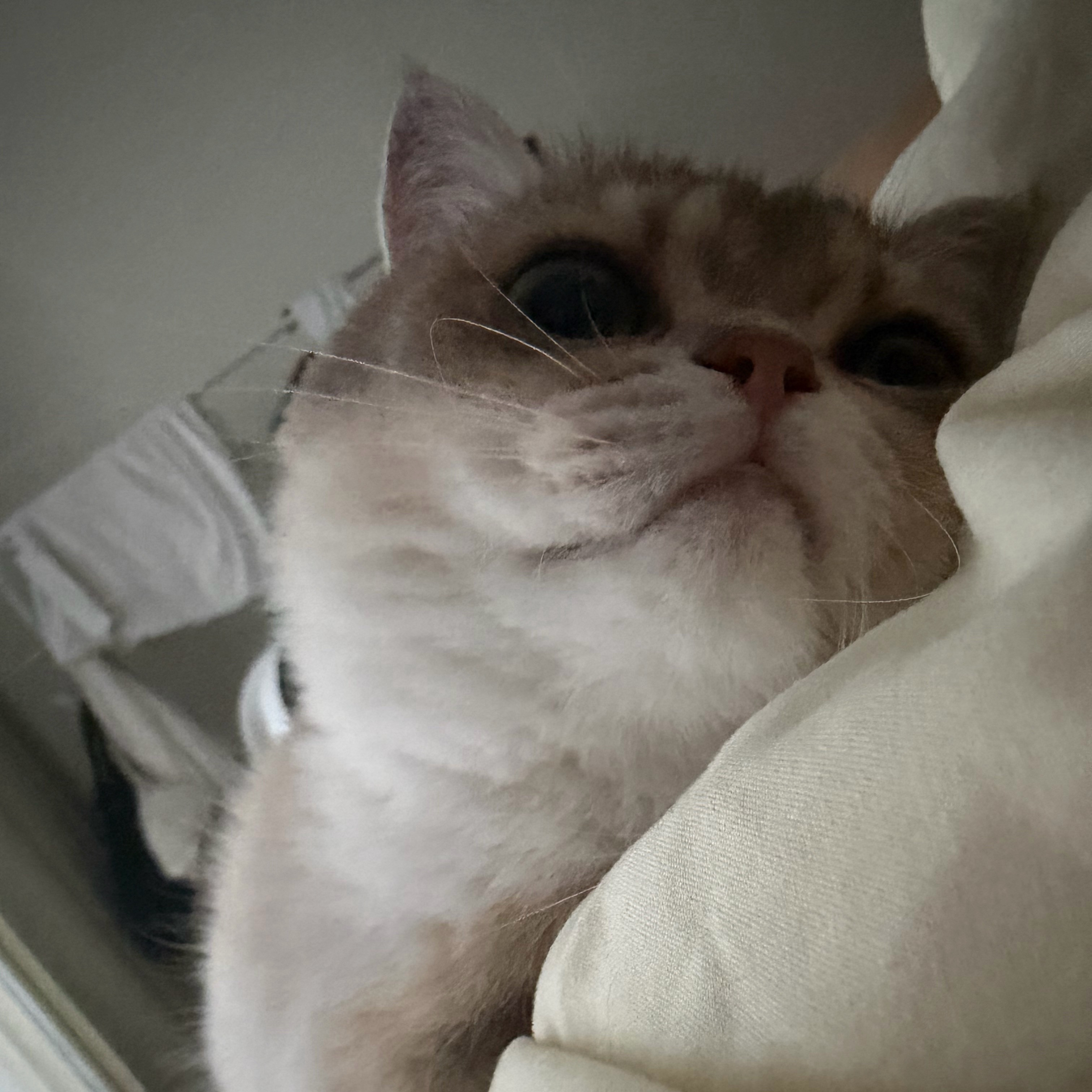所以小猫咪也是爱我的吧