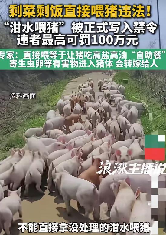 吃了几千年猪，现在居然有人管猪吃啥，剩饭剩菜直接喂猪都犯法了，这事儿真让人有点懵