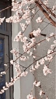 今天是周六，比平常晚起了一会，带着小狗去溜弯也就不急不忙。走到一株桃树边，看着