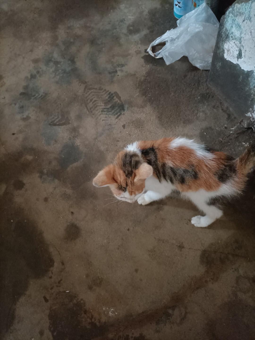 死的最惨的帝王齐湣王是田齐的第6代君主，他继承了威王、宣王以来的霸业，积极参