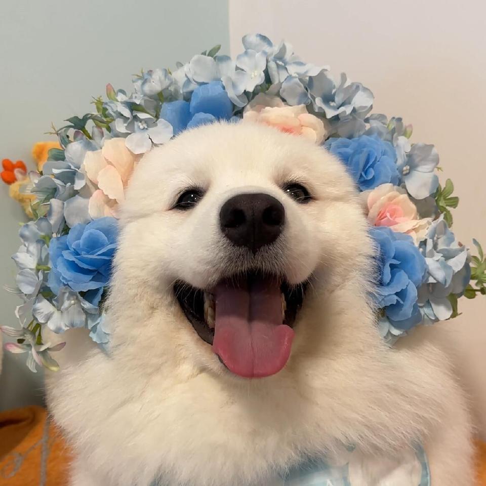 今生簪花，世世漂亮