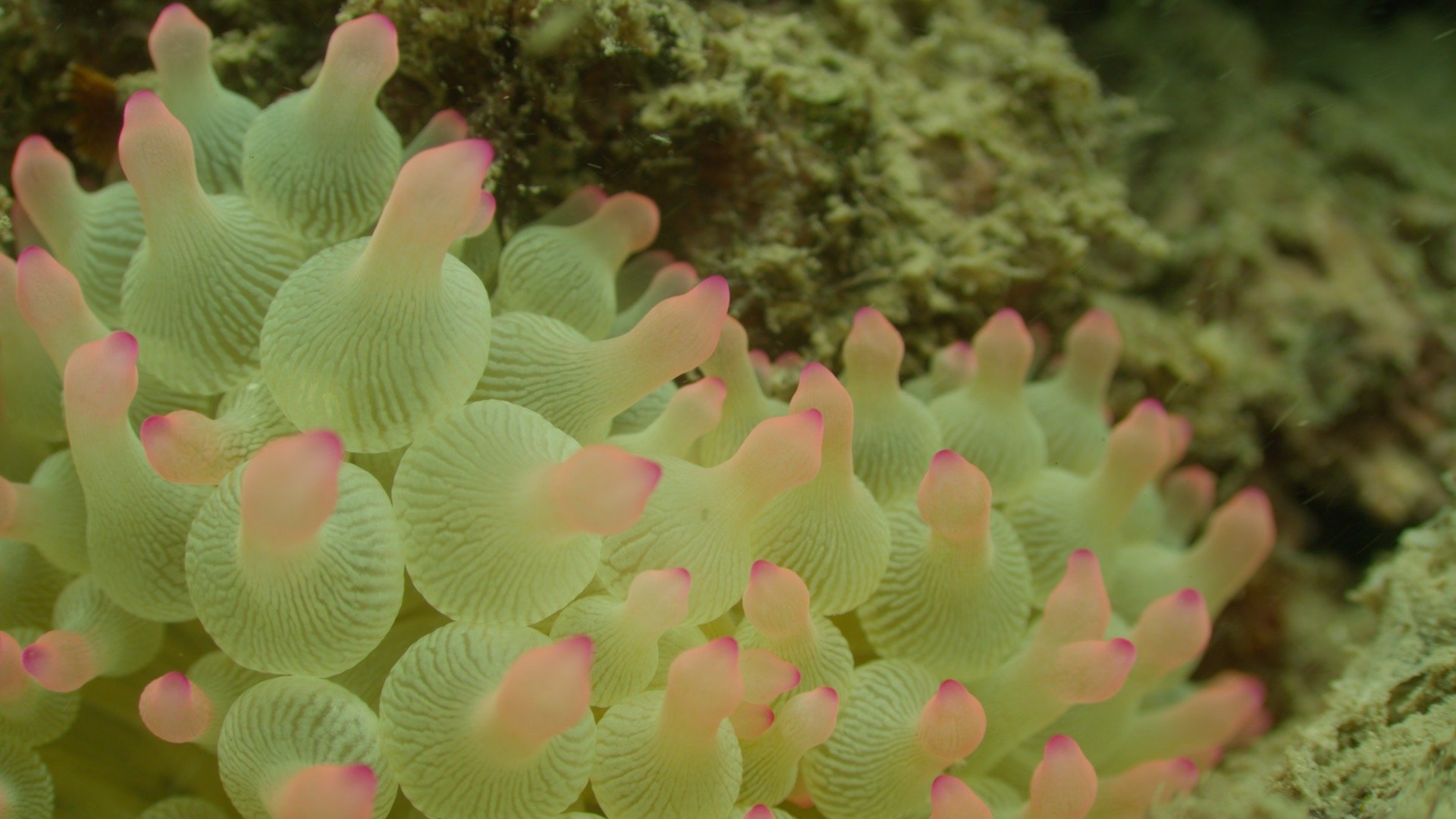 BBC镜头里的野性广东自然与人文本共舞！纪录片不仅呈现生物奇观，更记录疍家渔歌中