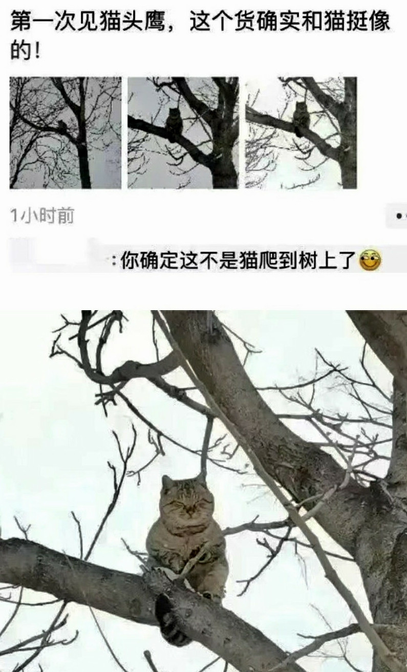 大家看看，是不是猫头鹰？
