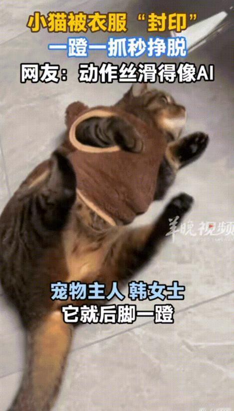 北京，女子在网上给猫咪买了件衣服，回到家后迫不及待的给它穿上了。然后想着拿起手机