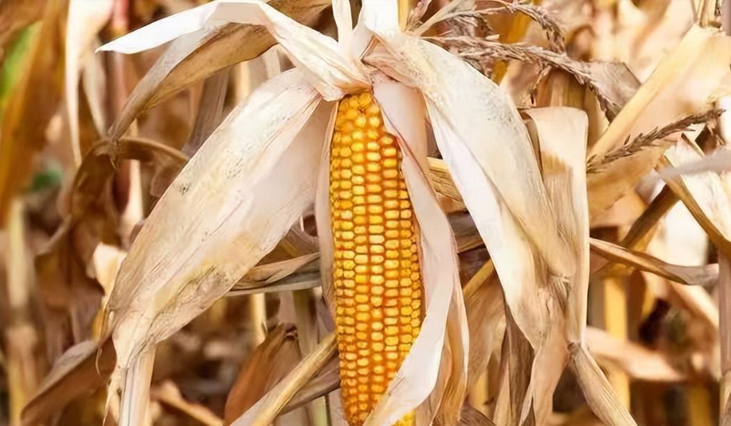 为什么玉米被认为是“外星植物”？一位种了半辈子地的老人告诉我，90%的人都不知道
