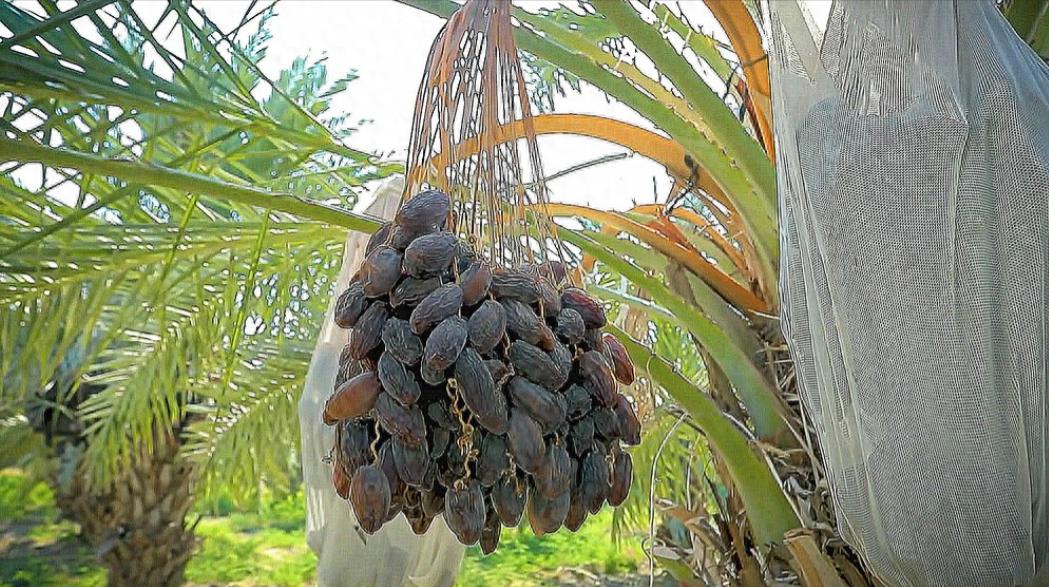 /埃及在沙漠种植椰枣，改善了恶劣环境，甚至靠出口赚取了30亿，反观我国，20