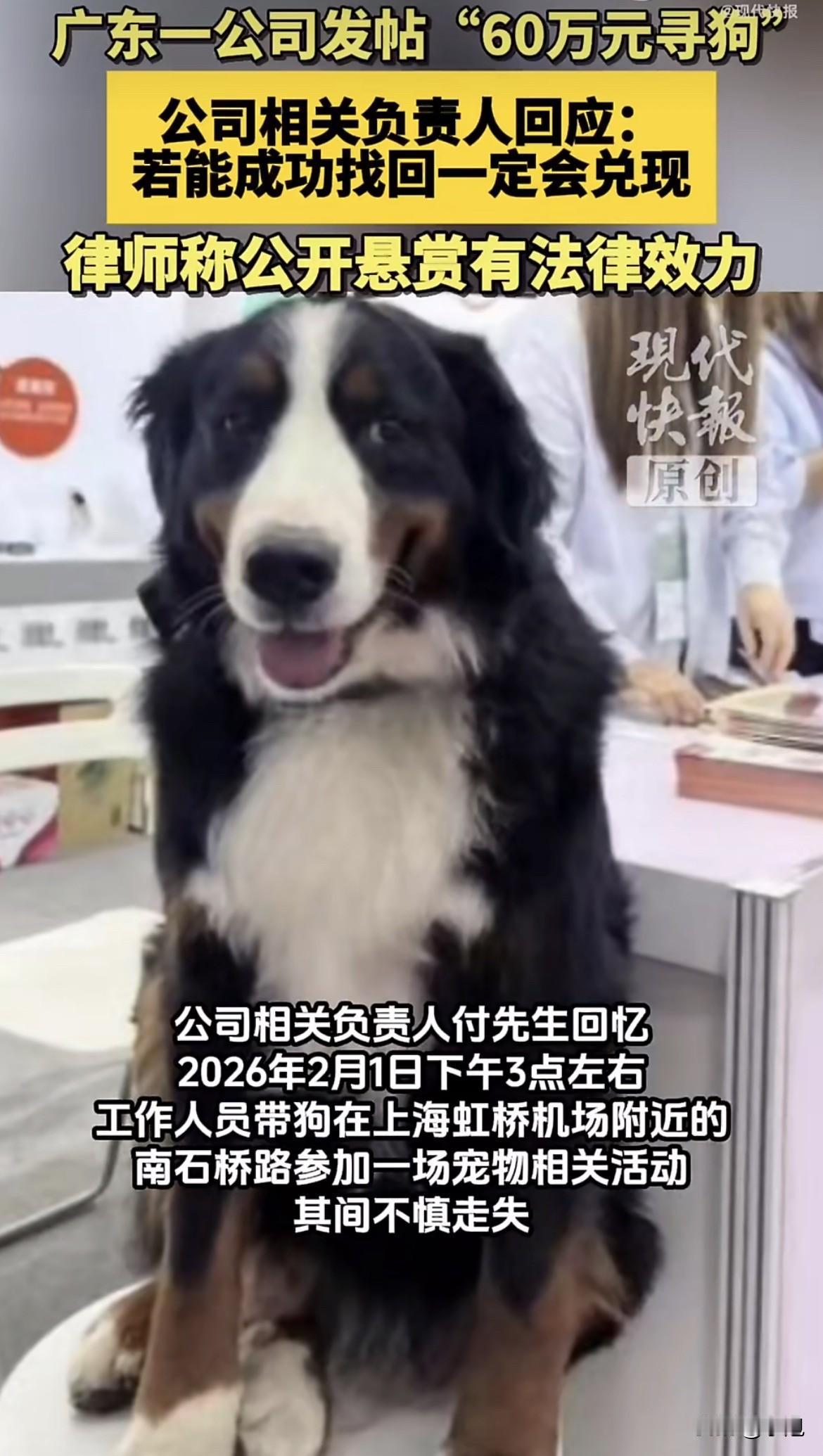 绝了！60万悬赏找一只狗，现在真线索出现了，捡到的人会送回来吗？2月19号上