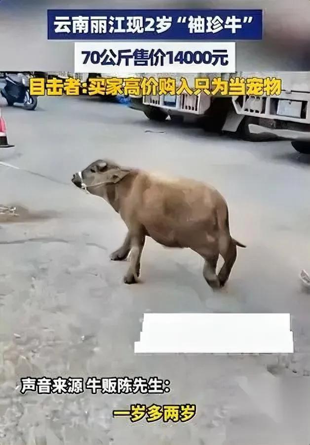 丽江惊现袖珍牛！两岁竟只有狗大？云南丽江一头两岁小牛成网红，站着刚到膝盖