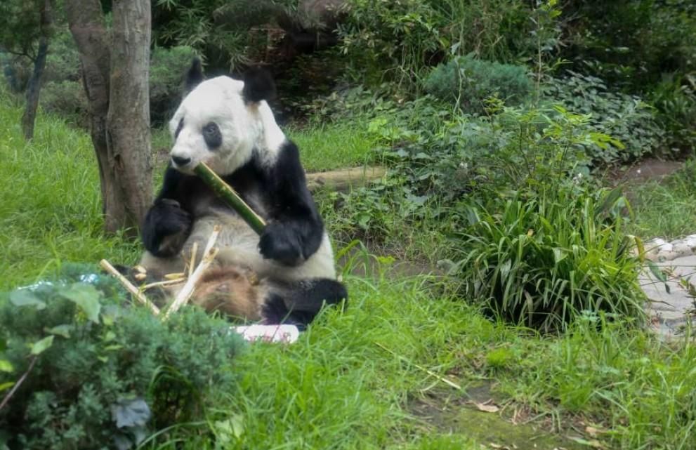 【全球唯一一只不属于中国的熊猫】她的名字叫欣欣，目前生活在墨西哥城的查普尔特佩
