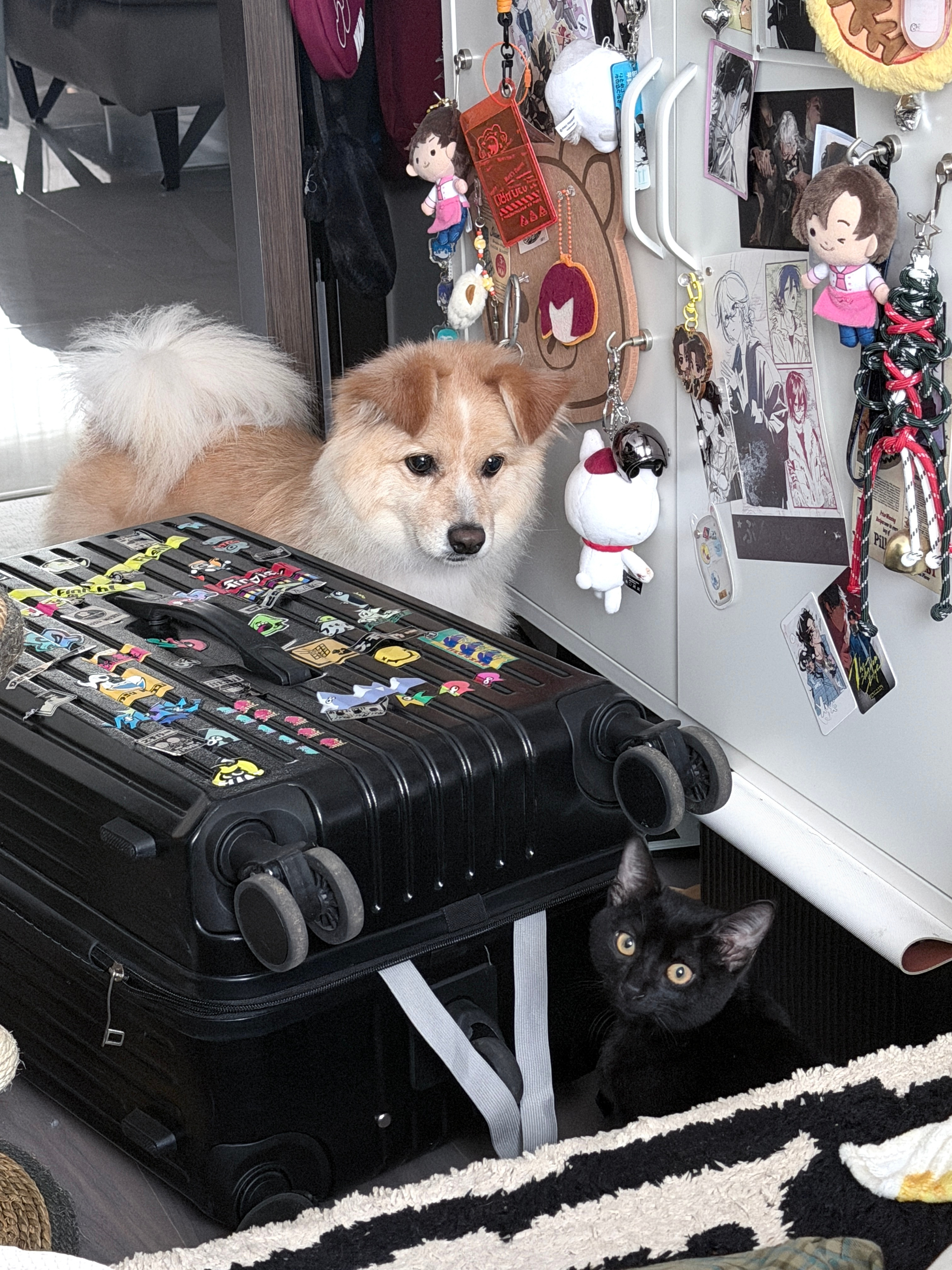 他们好像在玩躲猫猫​​​