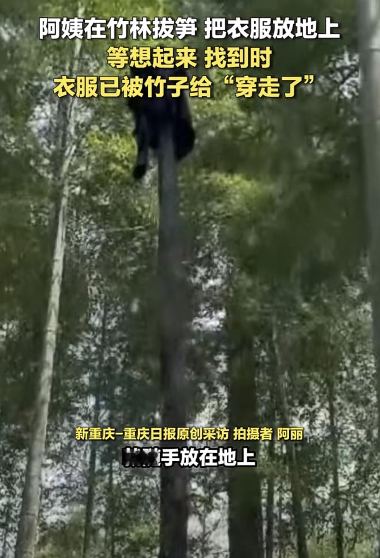 长知识了！竹子一天居然能长2米！一位阿姨在竹林拔笋，把衣服放地上，等想起来找到时