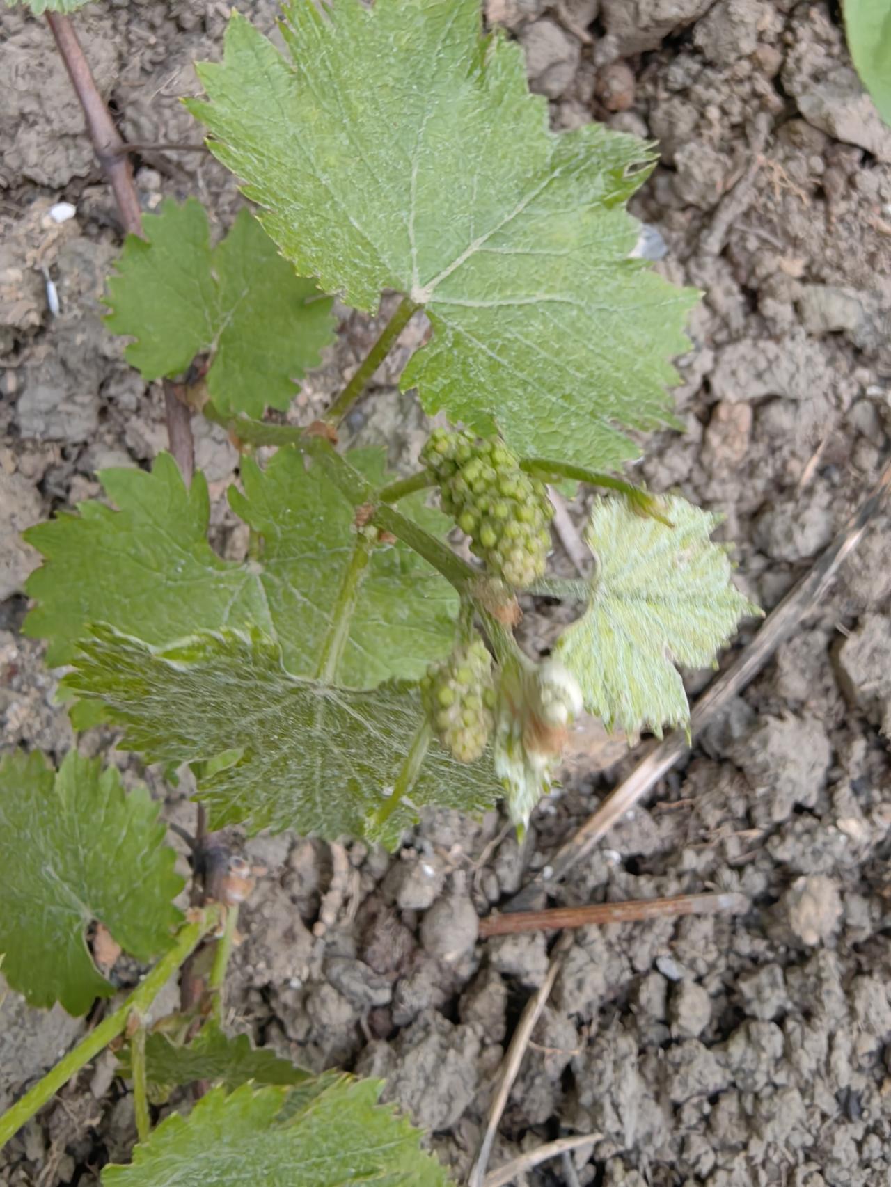 每日一图随手拍去年买了三棵不同的葡萄树苗，种在楼顶的花盆里，后来楼顶装了光伏，就