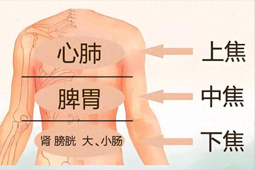 三味药搭配，把精补到根上！调好肝肾精血，人直接年轻十岁我是中医陈大夫，内容仅作