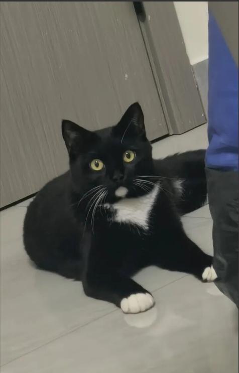 春节假期，杭州一位95后姑娘小谢，靠“上门喂猫”9天赚了8500块。她在滨江、萧