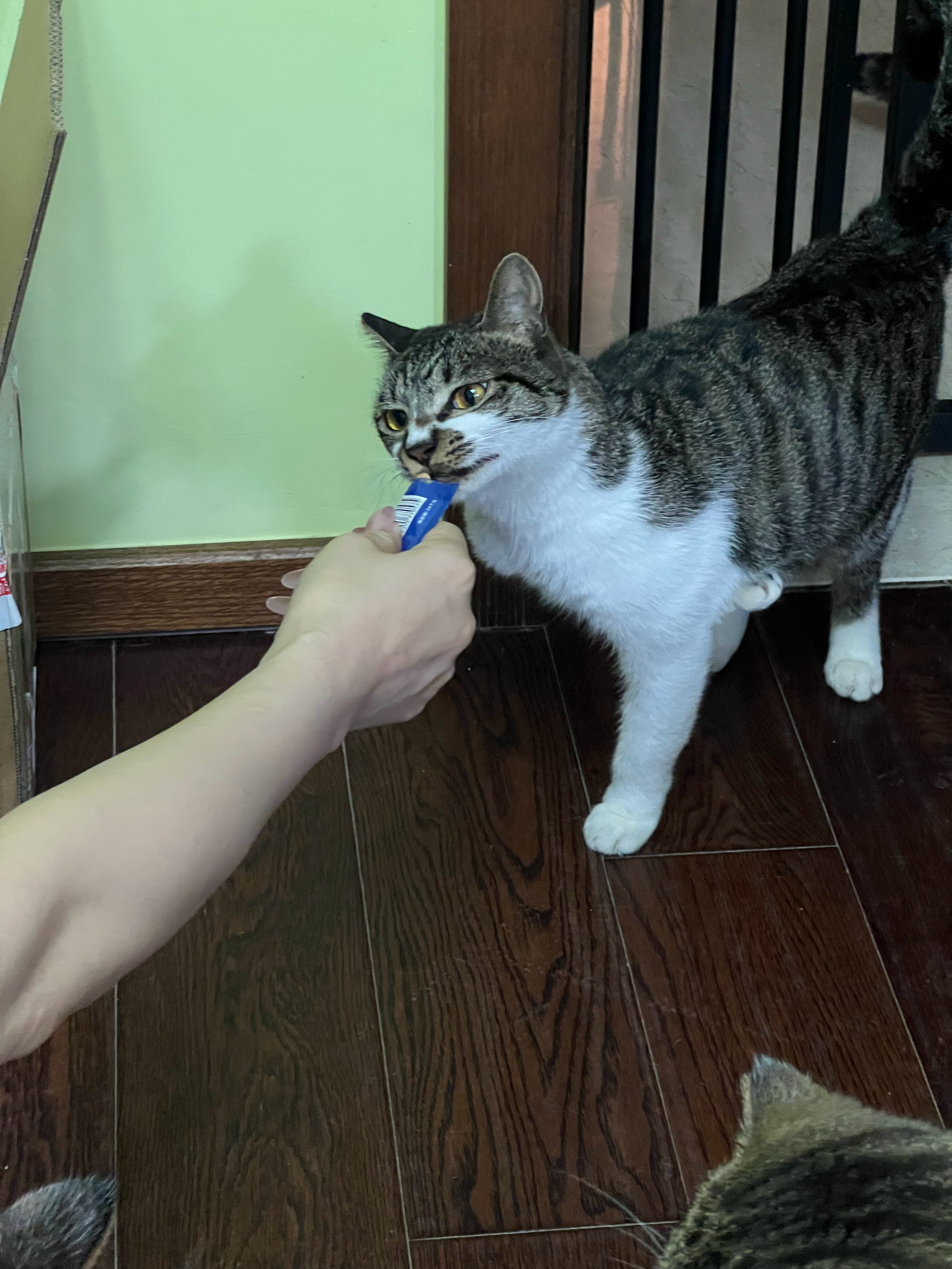 猫条刚掏出来，小茄子还没炫两口，阿大火速冲过来截胡。气得小茄子当场骂骂咧咧，直接