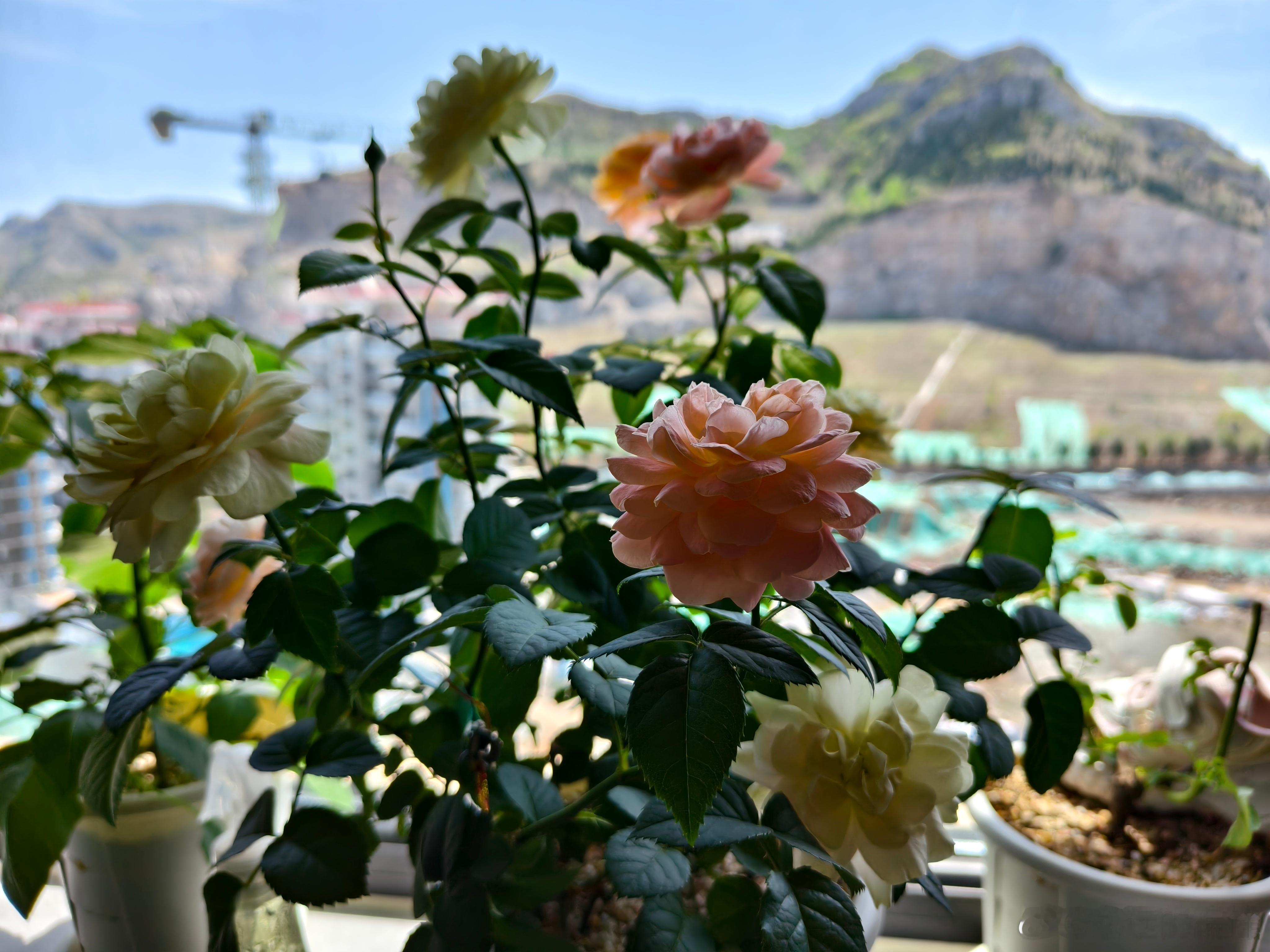 家里养的花现在开得特别好，其中有一盆神奇的草，有人能认出来不？