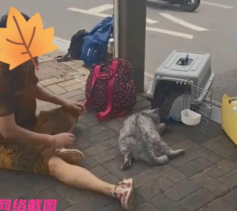 某大妈家里养了八年的猫，于是想到自己包车送猫到另外一个地方，但没有想到司机师傅为