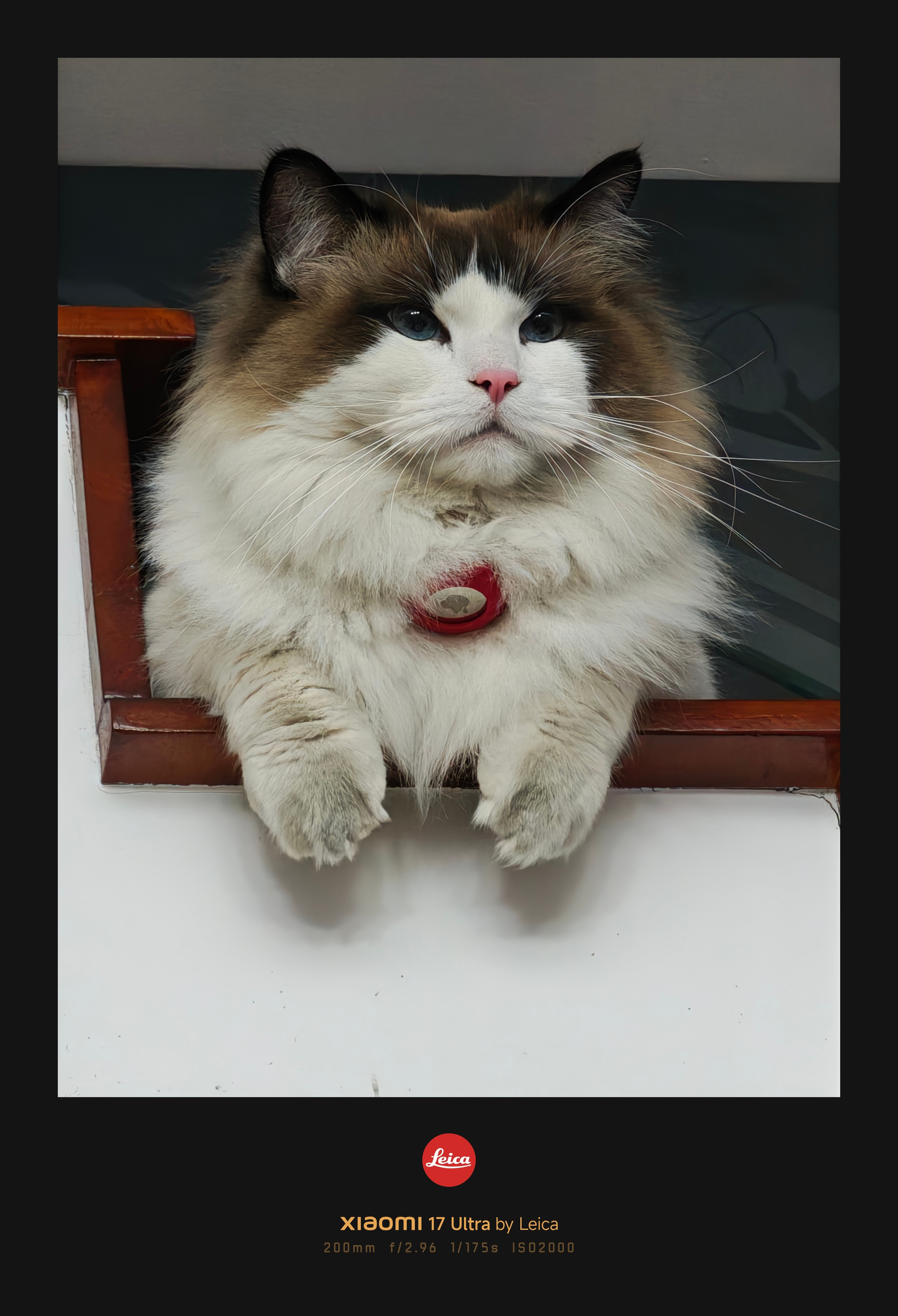 小咪仔养在乡下感觉更胖了。。。