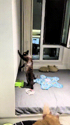 你瞅瞅这只猫，对着墙一个劲地挠，爪子扒拉得哗哗响。主人站旁边看得一头雾水，心里直
