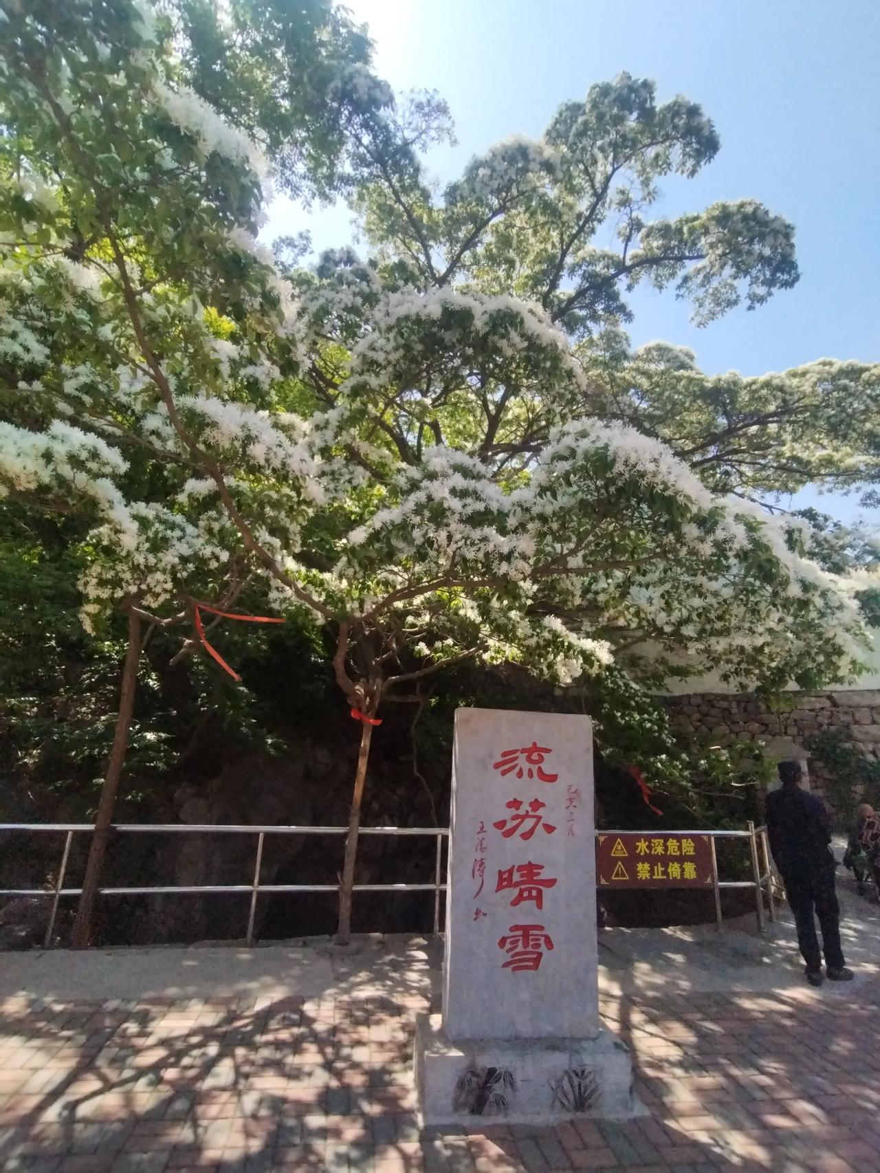 南下百里入博山四面山绕是响泉响泉未闻响水流流苏晴雪隐山中古树春深情亦浓