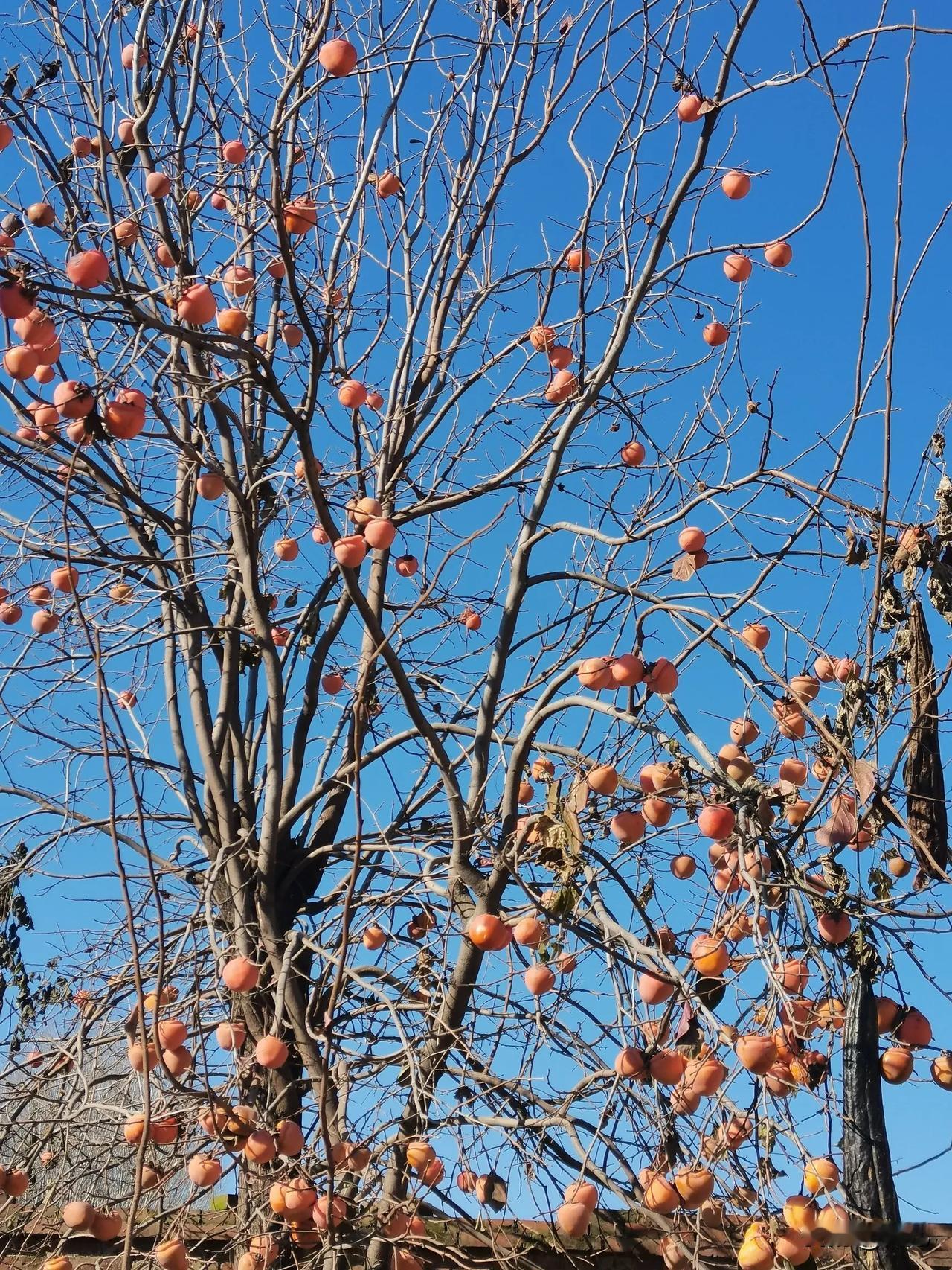 冀南大地冬日里，柿子随处可见，不是在炫耀，也不是等人夸赞。是为了点缀冬的色彩。