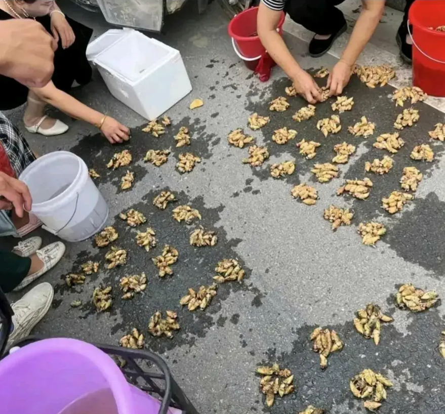 这玩意早晚要被吃灭绝。