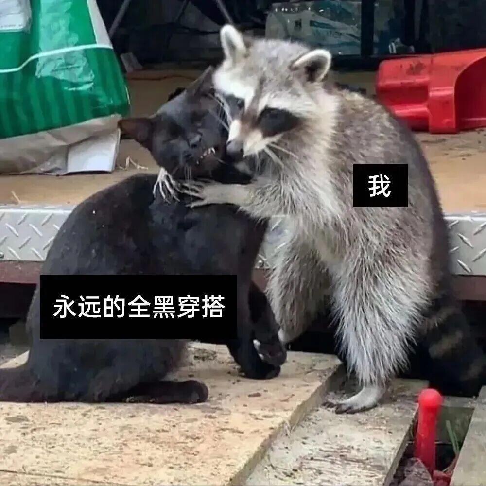 猫猫梗图🥺💖✨