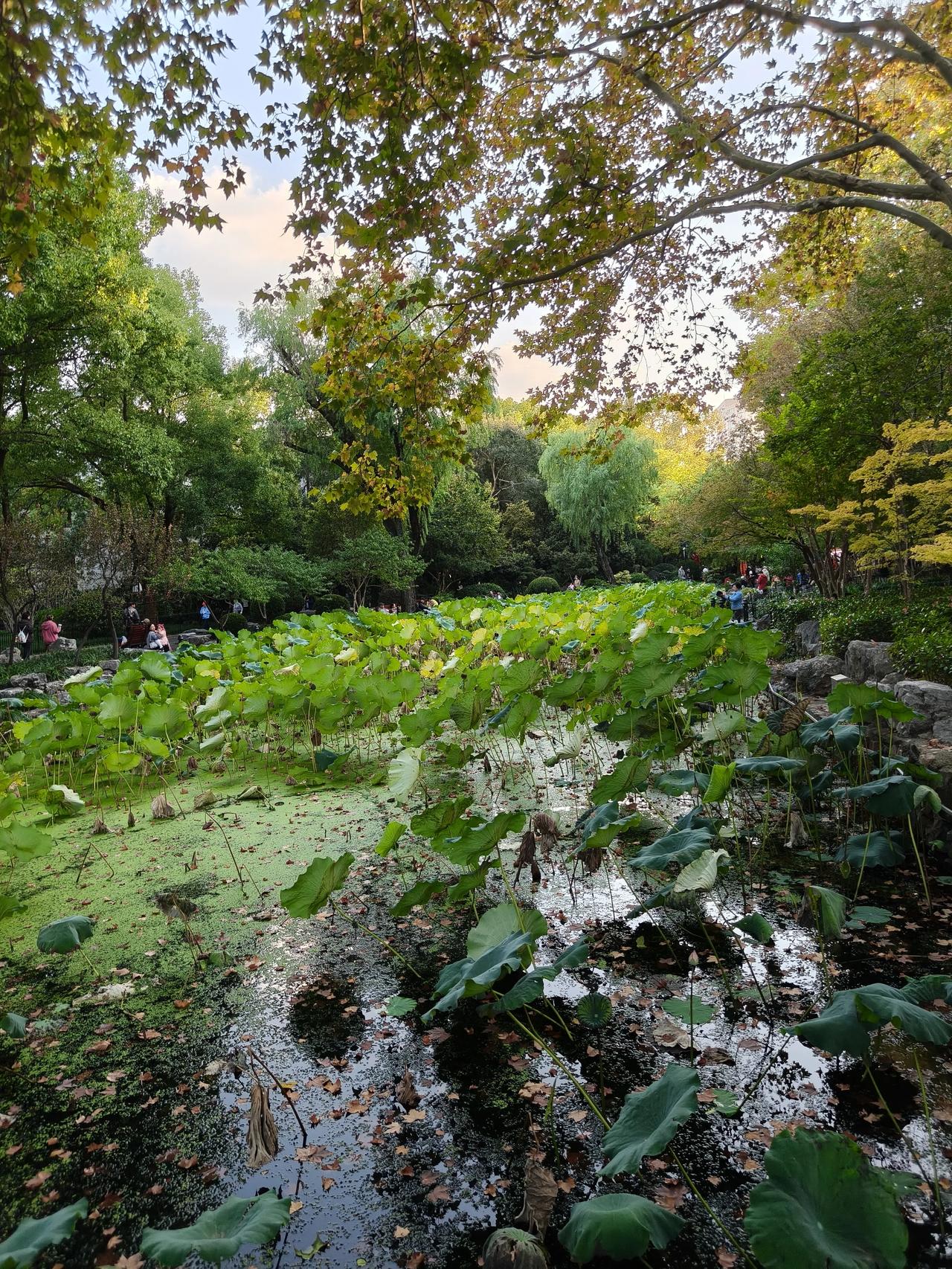 冬日美景随手拍实景图分享！鲁迅公园秋冬季徒步随手拍～