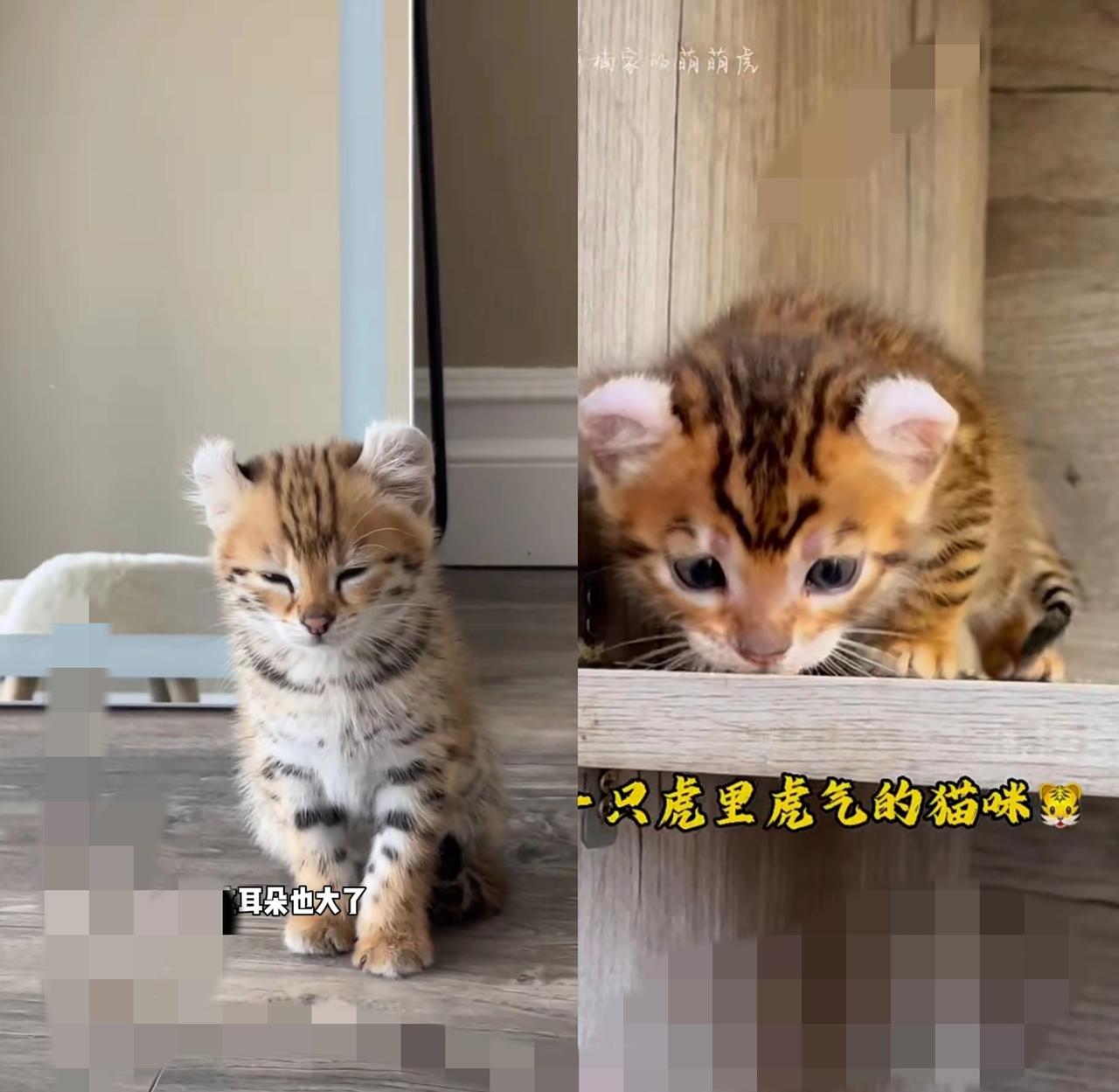 养俩月越瞅越不对劲！当初捡的“埋汰狸花”竟不是猫？两个月前捡回只
