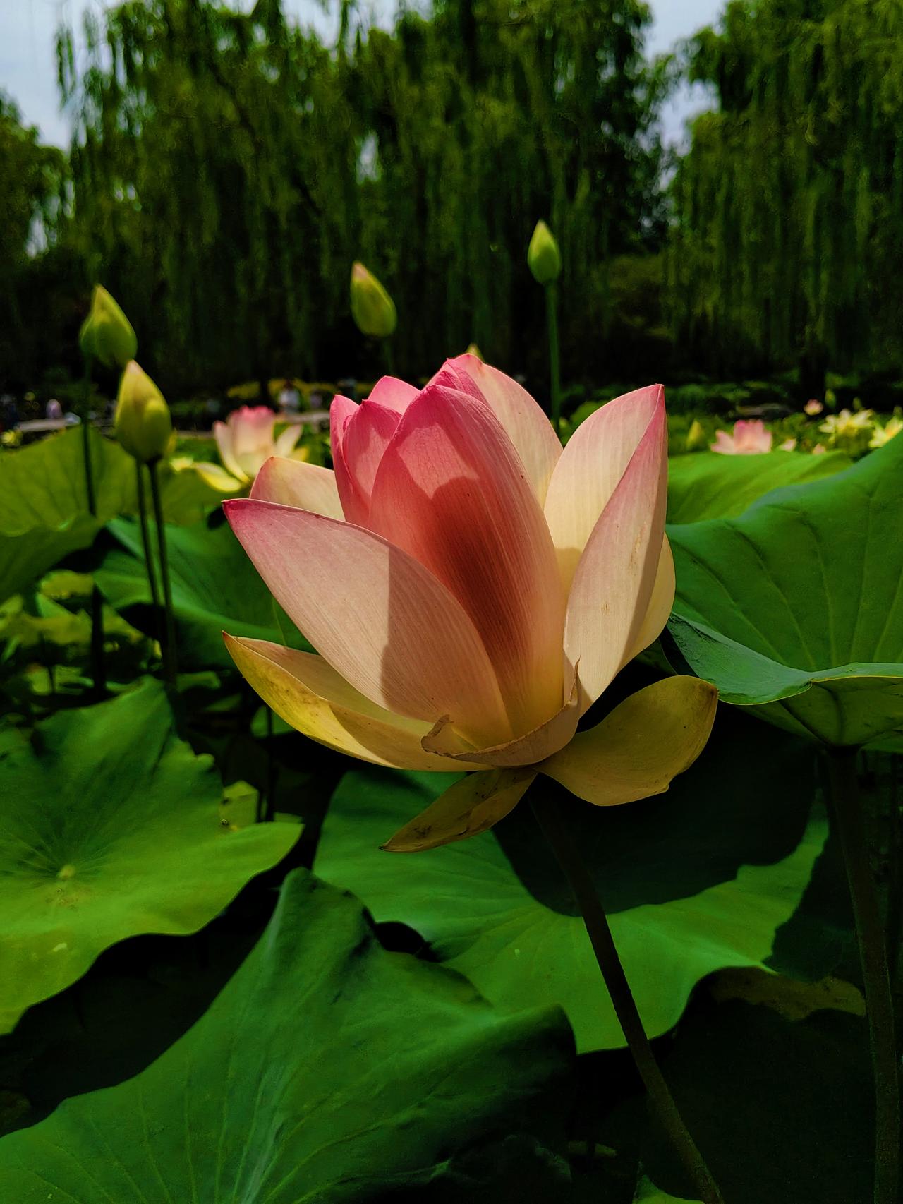 莲花池的荷花开了在莲花池公园品莲亭的南池，荷花已是竞相开放，这是莲花池最早能赏