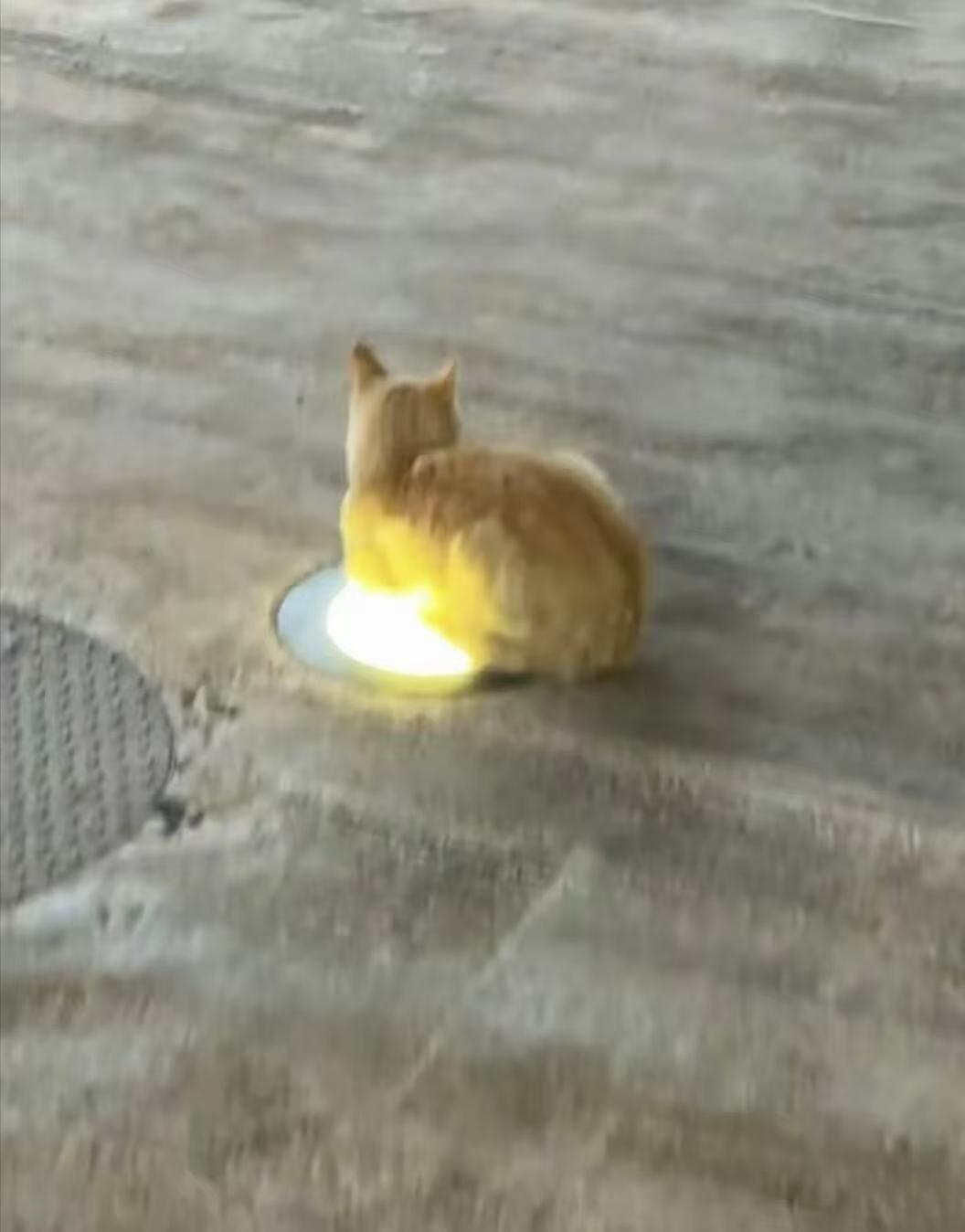 地灯暖光里的流浪猫，即是一道亮丽的风景，更是一道心疼的揪心！