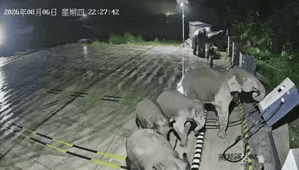 成年大象的冲击力是银背大猩猩的十多倍！银背大猩猩全力一拳相当于1000多斤冲击