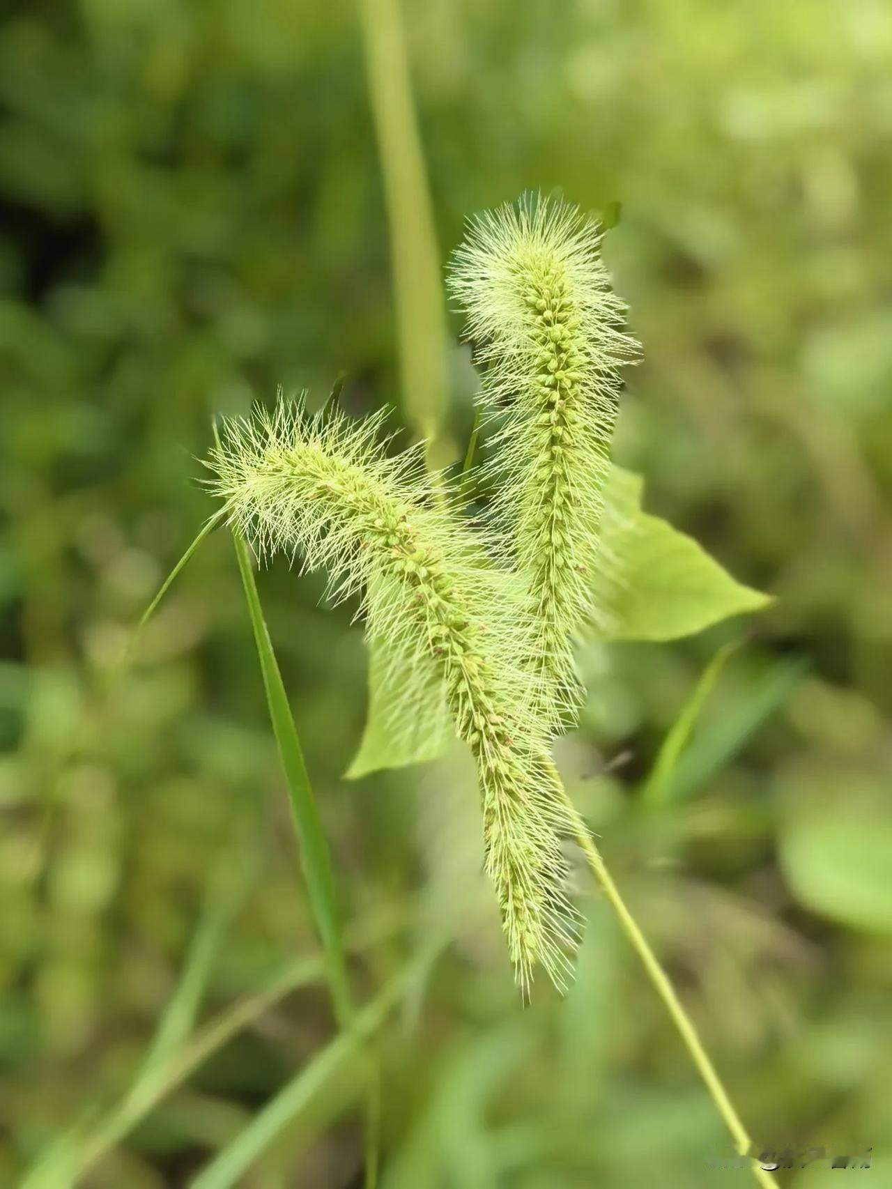 🍀老师们，大家有什么靠谱的副业？1.补课是坚决不行的了。2.在线一