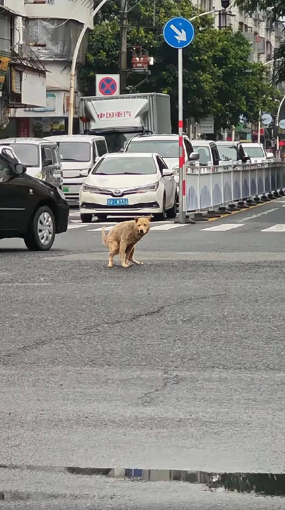 狗狗的松弛感……它，一点也不社恐！