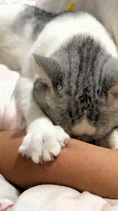 看完这个视频，看着都替主人觉得难受。猫咪直接趴在人身上磨爪子，又是挠胳膊又是挠