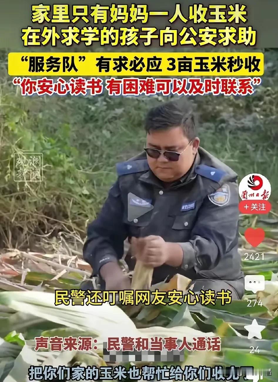 新疆有个大学生在外地上学,心里一直揪着家里那三亩玉米地。家里就老妈一个人,每到收