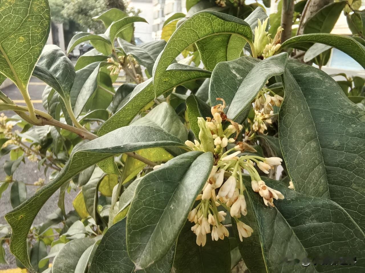 明天就是冬至了，但忽然发现我们小区一角，几棵桂花树都开花了。香气扑鼻。桂花树