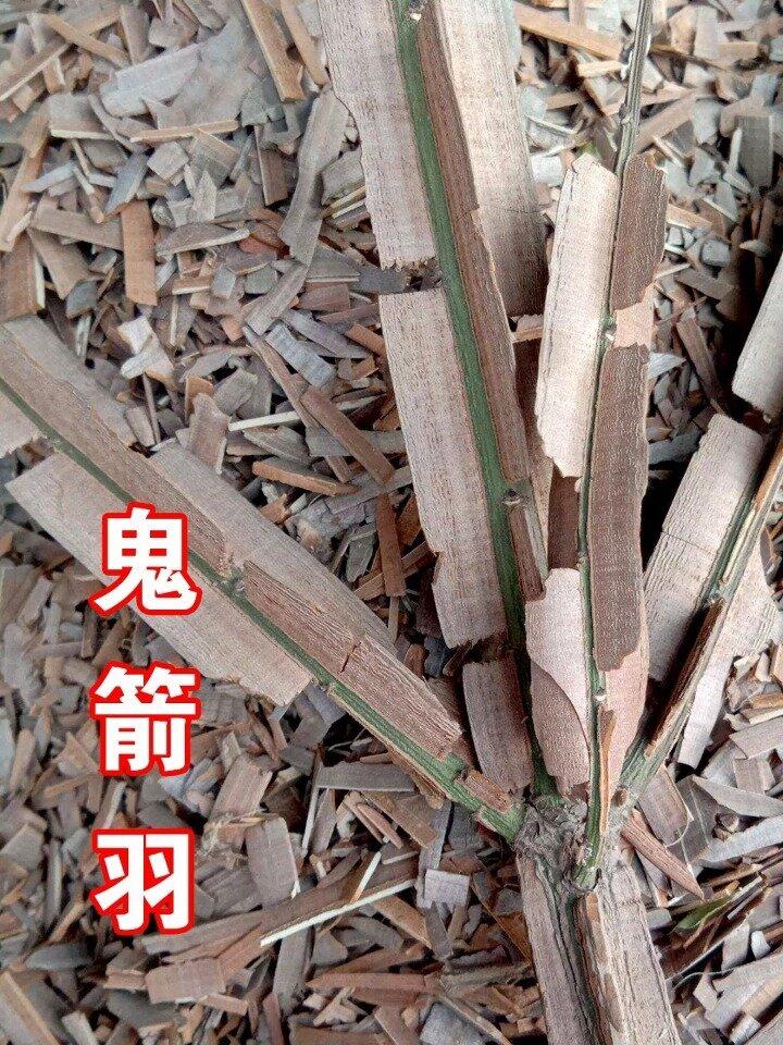 治糖尿病，我喜欢用鬼箭羽，效果很不错！中药里面，有一味药叫做鬼箭羽。名字听起