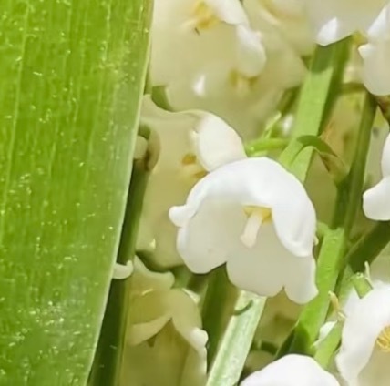 铃兰花的种植方法一、光照：铃兰花喜欢光线充足的环境，但是不能暴晒。二、温度：铃兰