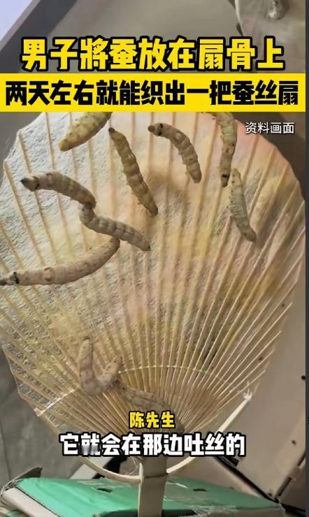 惊呆了！有个福建漳州的小伙子，脑洞真是太大了，抓了几只蚕宝宝放到扇骨上，想让蚕自