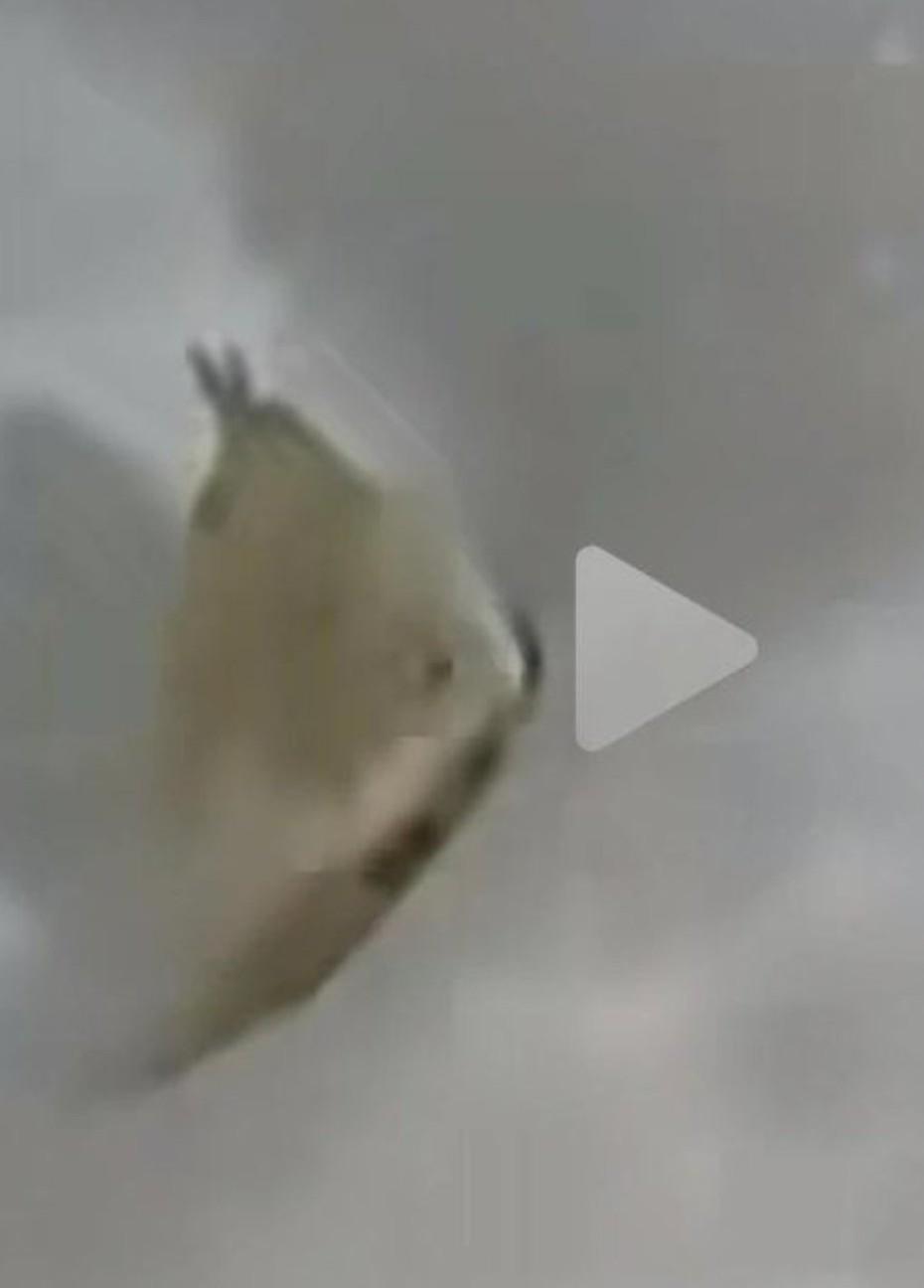 马桶里的活物，从马桶的冲水沟里探出头！是什么呢？黑龙江伊春的王女士上完厕所冲水