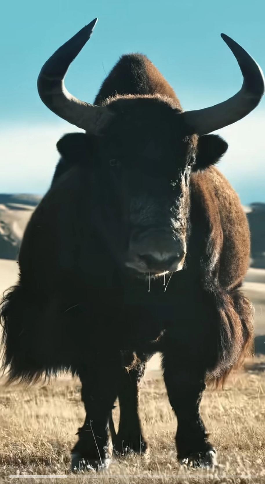 听说在青海能抓住这种野牦牛，并给它抽血，找女朋友，怀上野二代牦牛，可以获得编制，