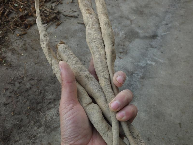 国外头疼虎杖成灾,中国腌制乐享美味,人工种植化危为机老外投入重金都搞不定的