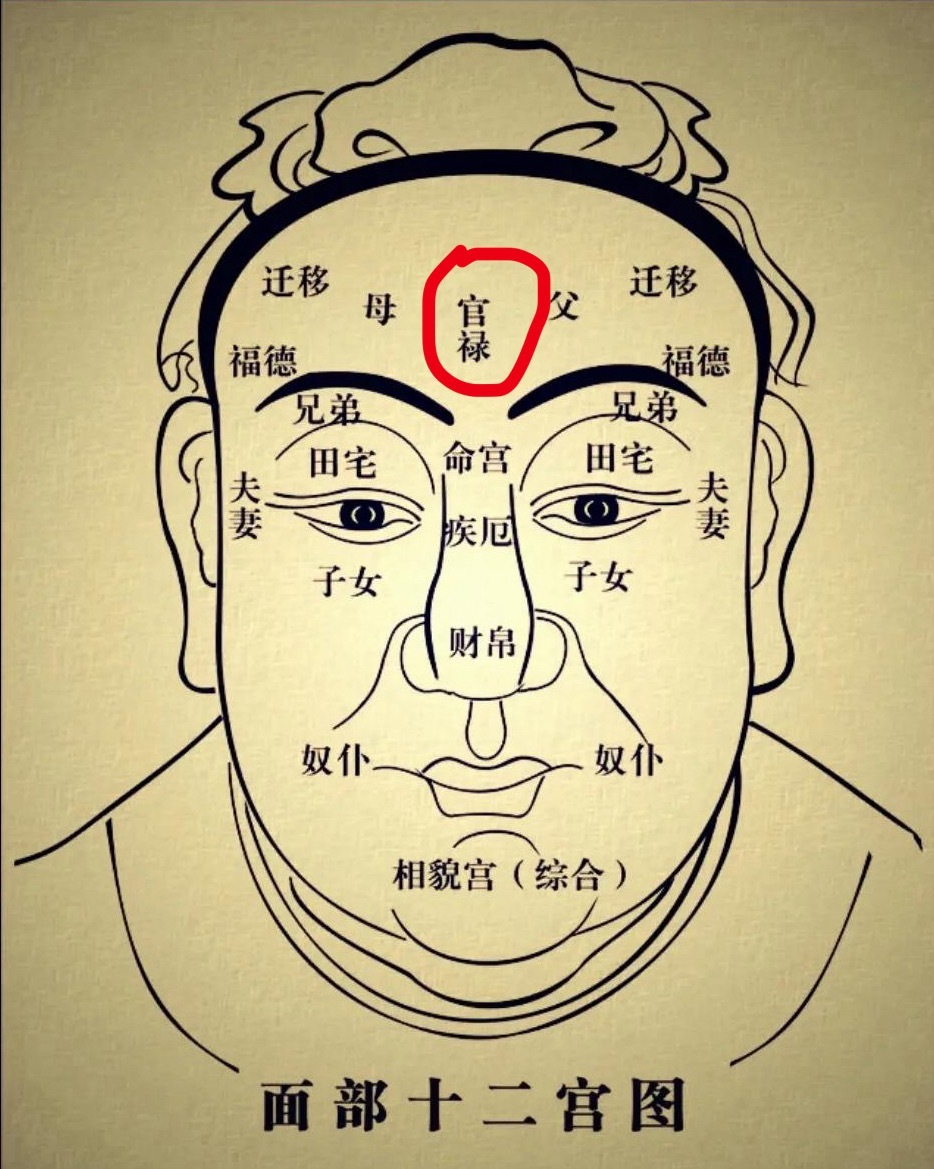 “官禄宫”处在面部很核心的位置，在额头中间，所以事业有成的人的额头不论高低，看起