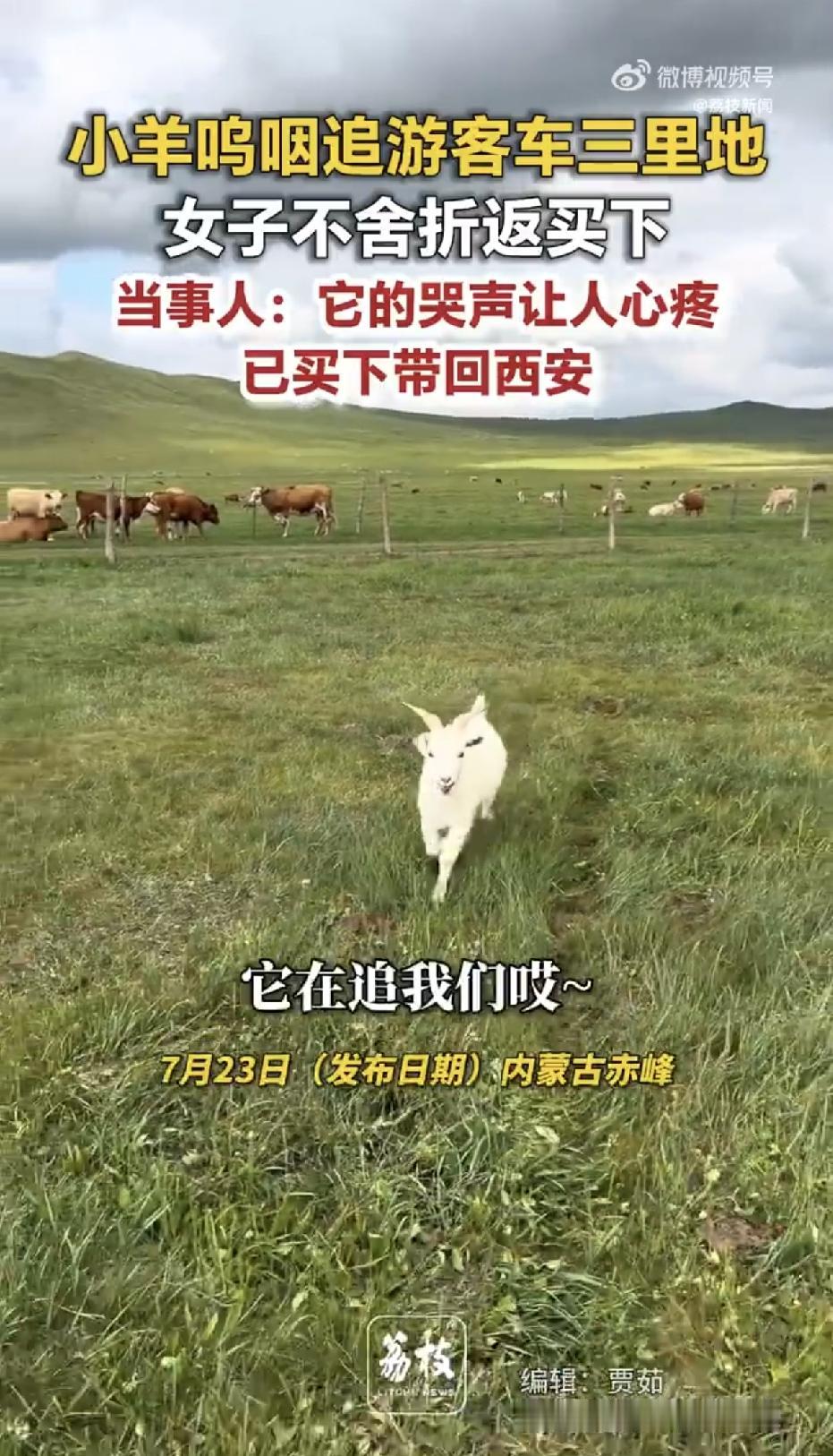 内蒙古赤峰草原上，一名来自西安的女子，自驾游时遇到了一只可爱的小羊，女子心血来潮