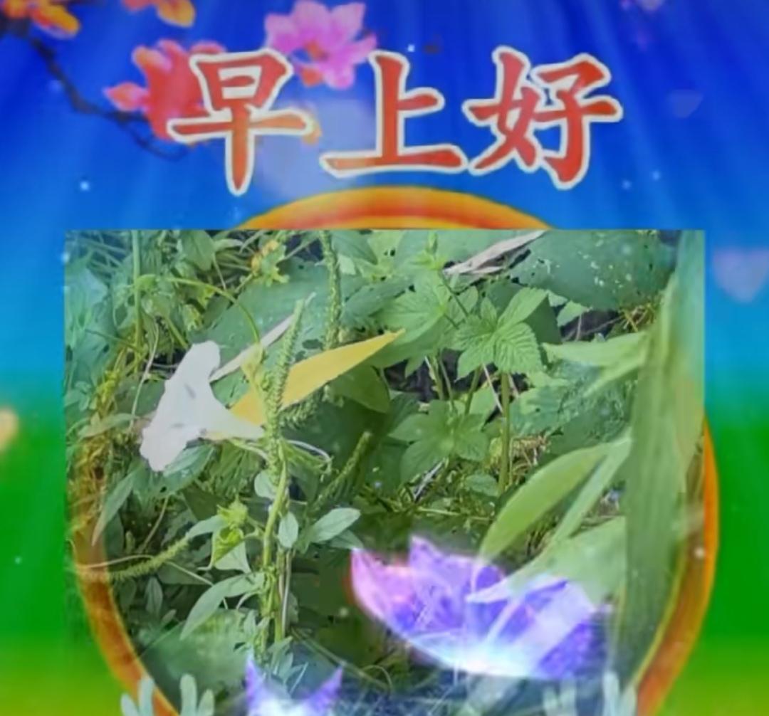 感恩過去的緣分，享受當下的平安，迎接明天的幸福，吉祥如意人安康。早上好！