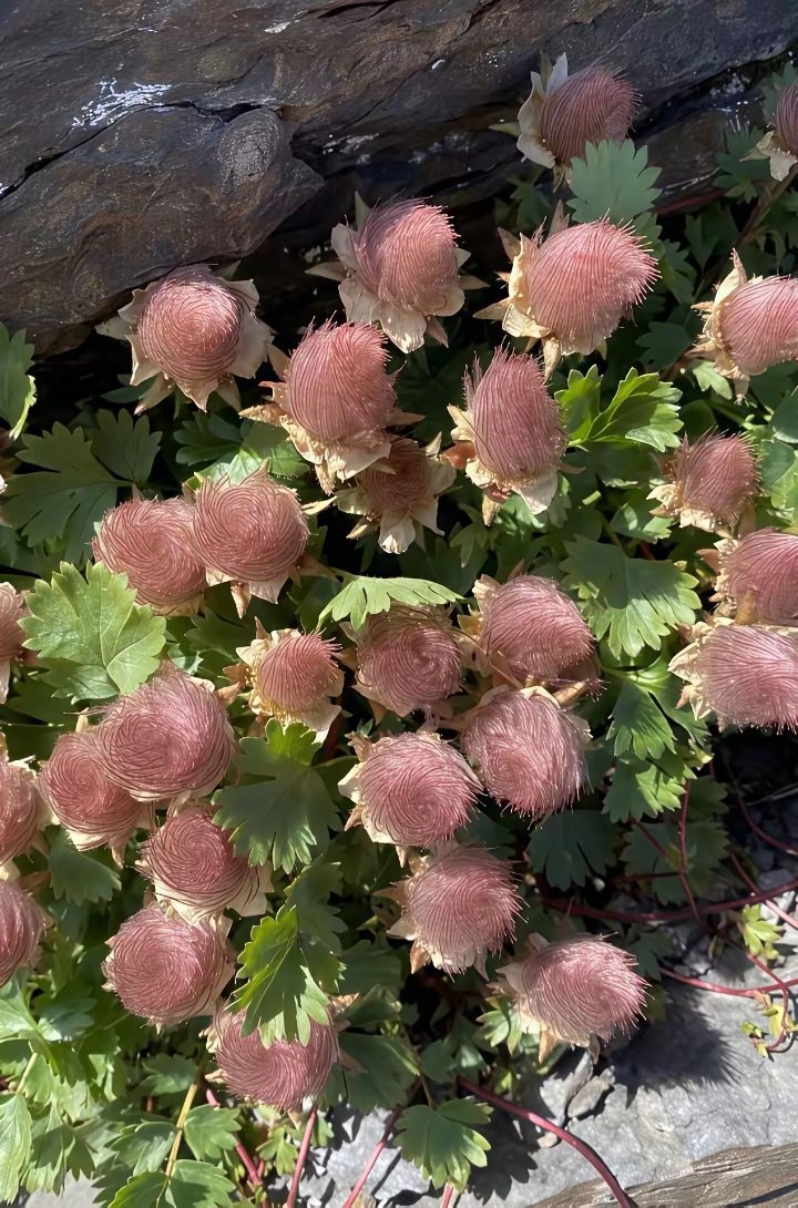 在河南认识了这个植物，非常漂亮三花水性杨梅，也叫男人的胡须！这是不是大家所说的水