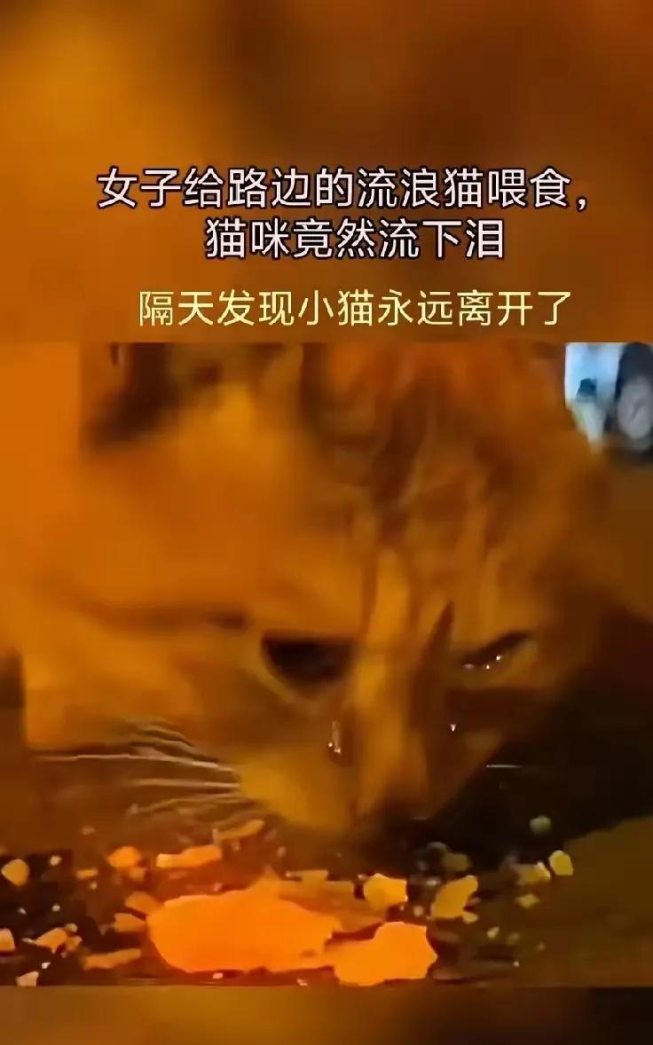 一女子发现一只流浪猫，于是好心的给它投喂了食物，小猫咪竟然眼含热泪边吃边哭，但隔